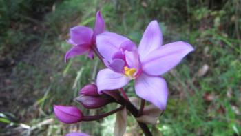 Spathoglottis plicata