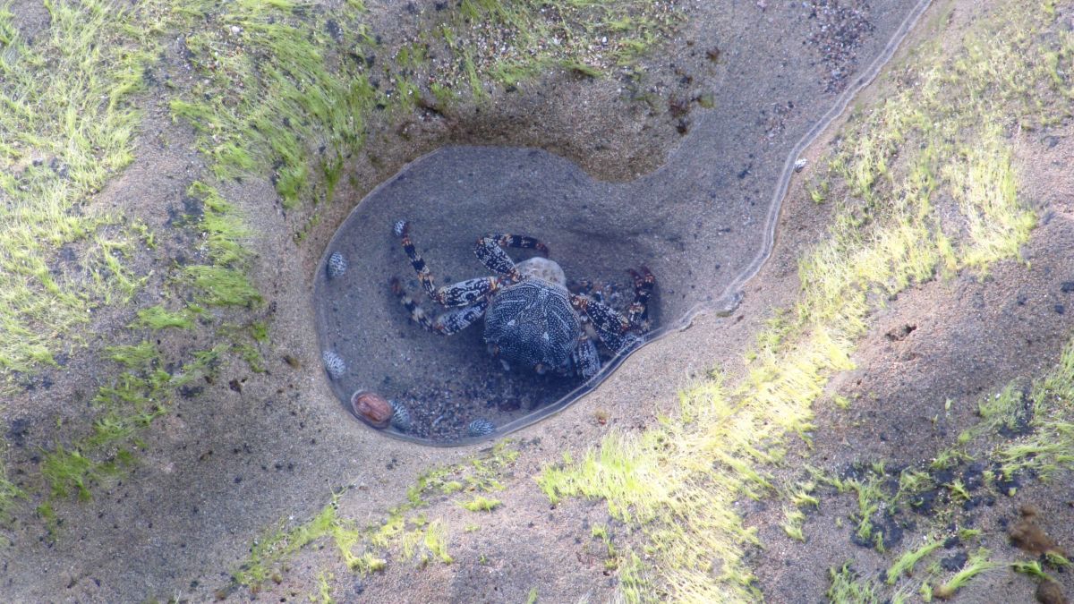 Riesenkrabbe im Felspool