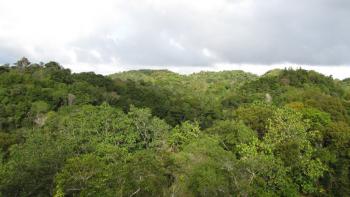 Bosque Estatal De Guajataca