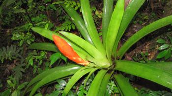 Bromelien mögens feucht