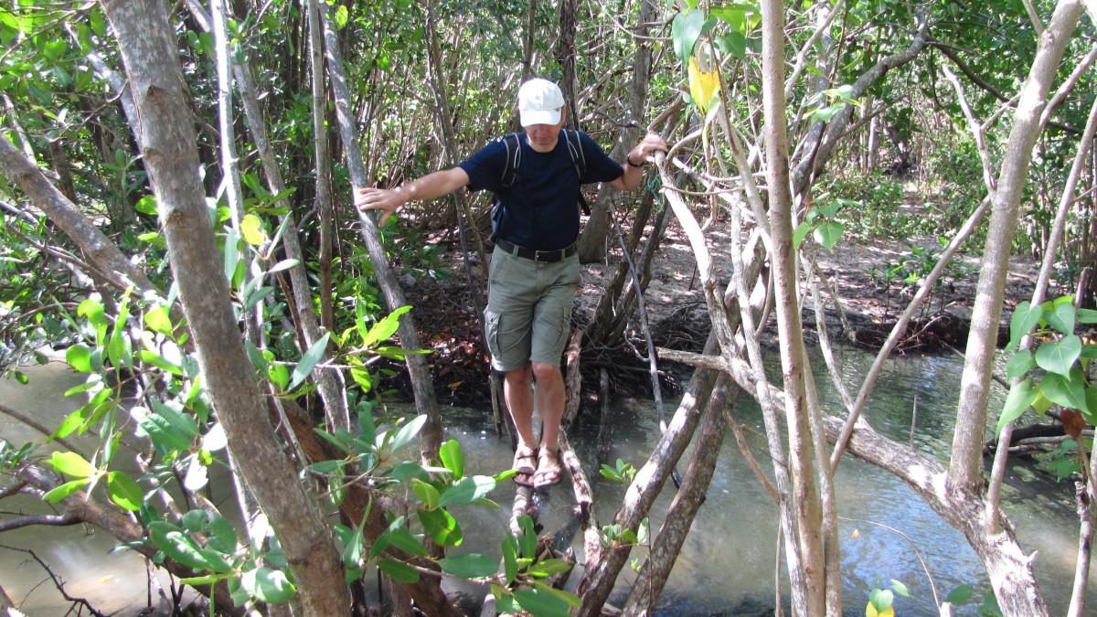 Balancieren in den Mangroven