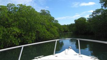 Bootsausflug in die Mangroven