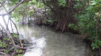 Schnorcheln in den Mangroven