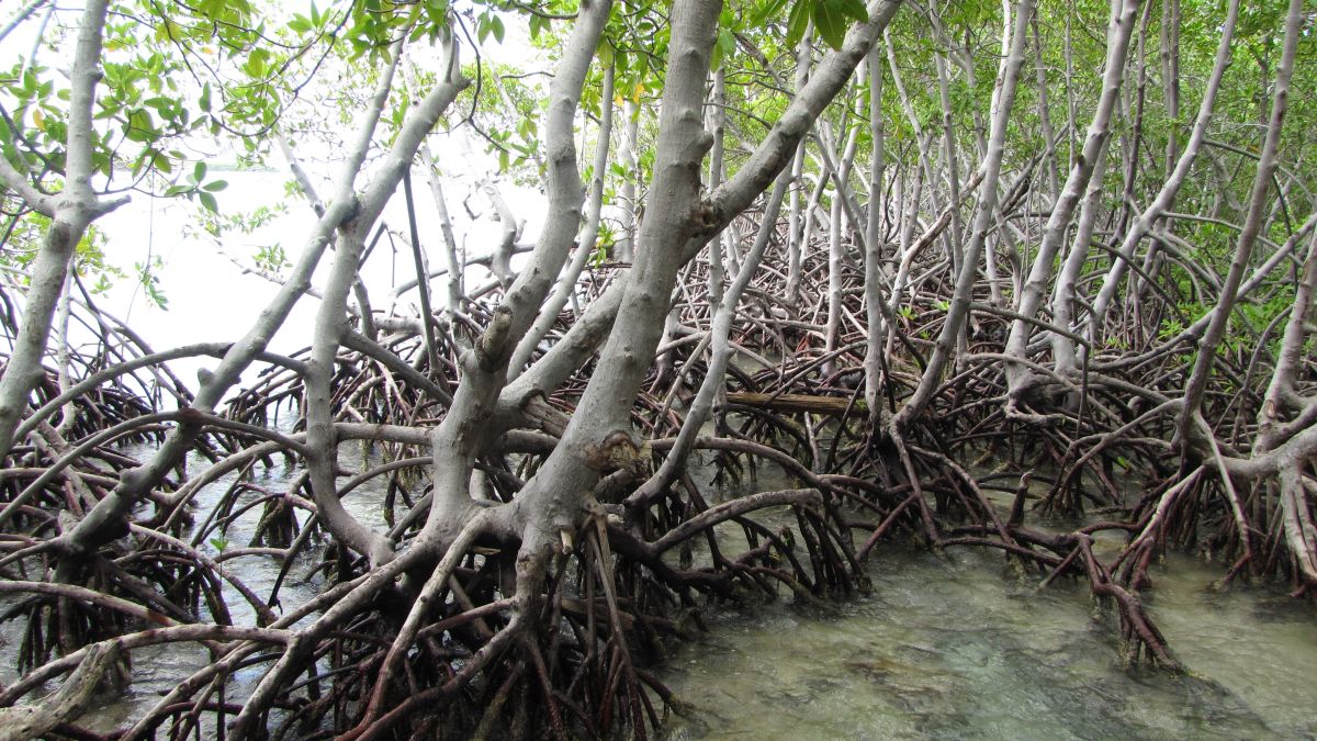 Bootsausflug in die Mangroven