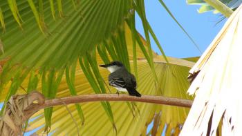 Vogel im Stadtpark von Mayagüez