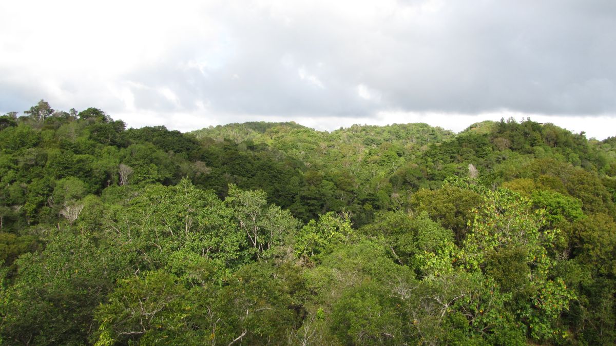 Bosque Estatal De Guajataca