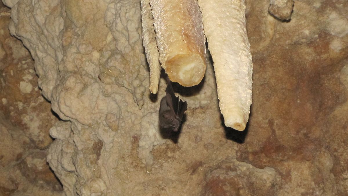 Fledermaus in der Cueva del Viento