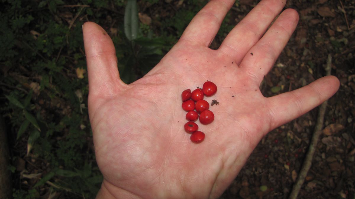Diese hübschen roten Samen hatten es mit angetan