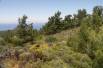 Bergung eines Geocaches in der Maccia, blutige Waden inklusive