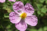 Zistrose