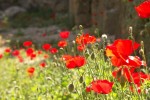 Mohn