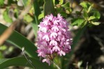 Orchidee