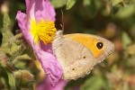 wieder mal ein Schmetterviech auf Zistrose