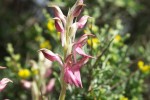 Noch 'ne Orchidee
