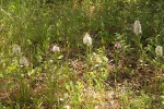 Orchideen am Wegesrand