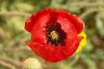 Mohn