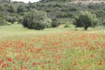 Klatschmohn und Oliven
