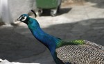 Pfau