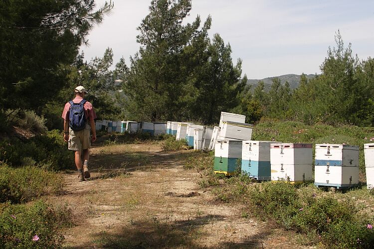 Bienen, Produzenten würzigen Waldhonigs