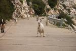 Cala Gonone, Bergziege