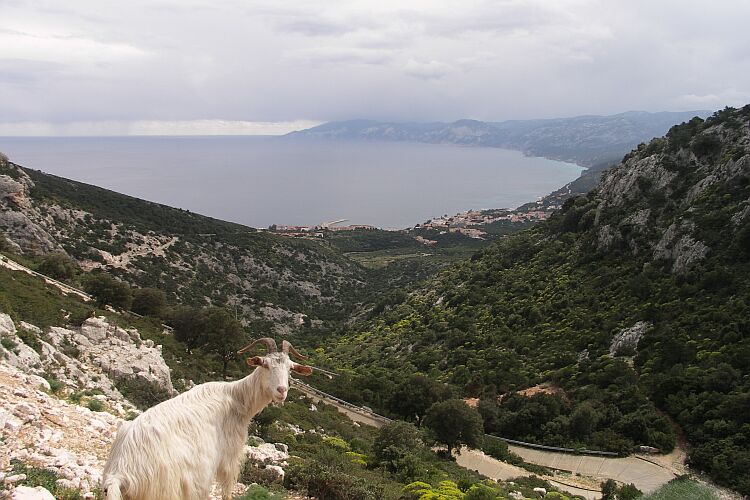 Blick auf Cala Gonone mit Ziege 