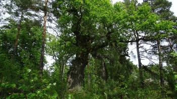 kleines Naturschutzgebiet bei Skärgårdsstad