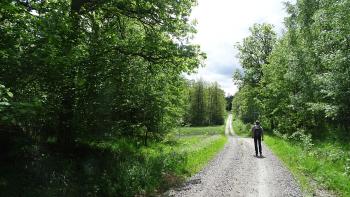 Forststraße im Bromseby-Naturpark