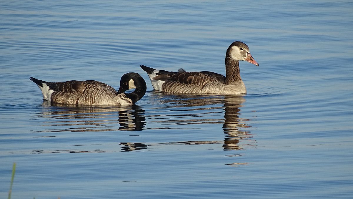 Gänse