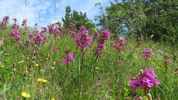 bunte Wiese