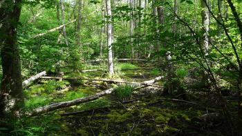 Urwald bei Frösviken