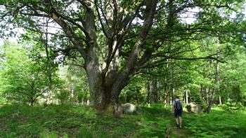 Wanderung bei Frösviken