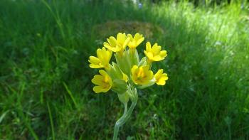 Schlüsselblume