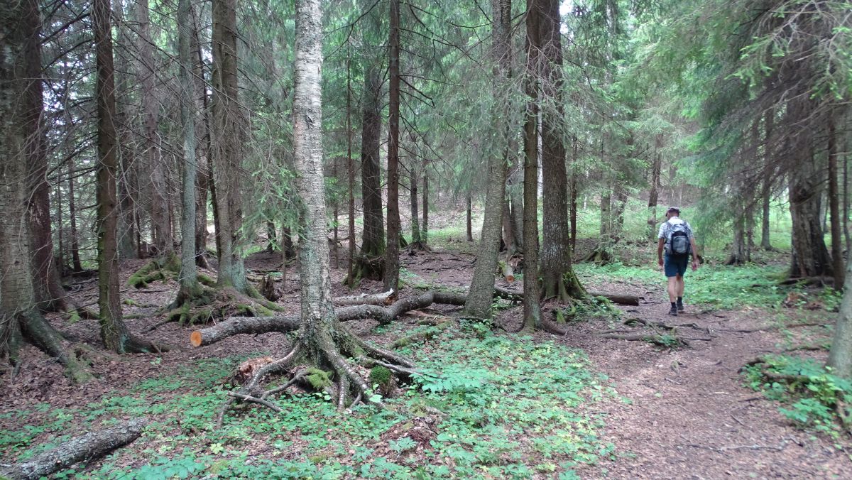 Wald am Trehörning-See