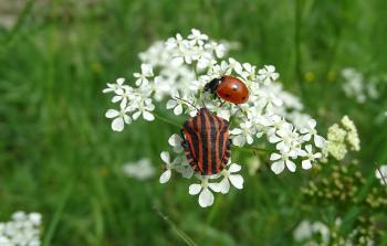 Streifenwanze mit Marienkäfer