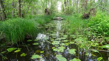 fast wie im Spreewald