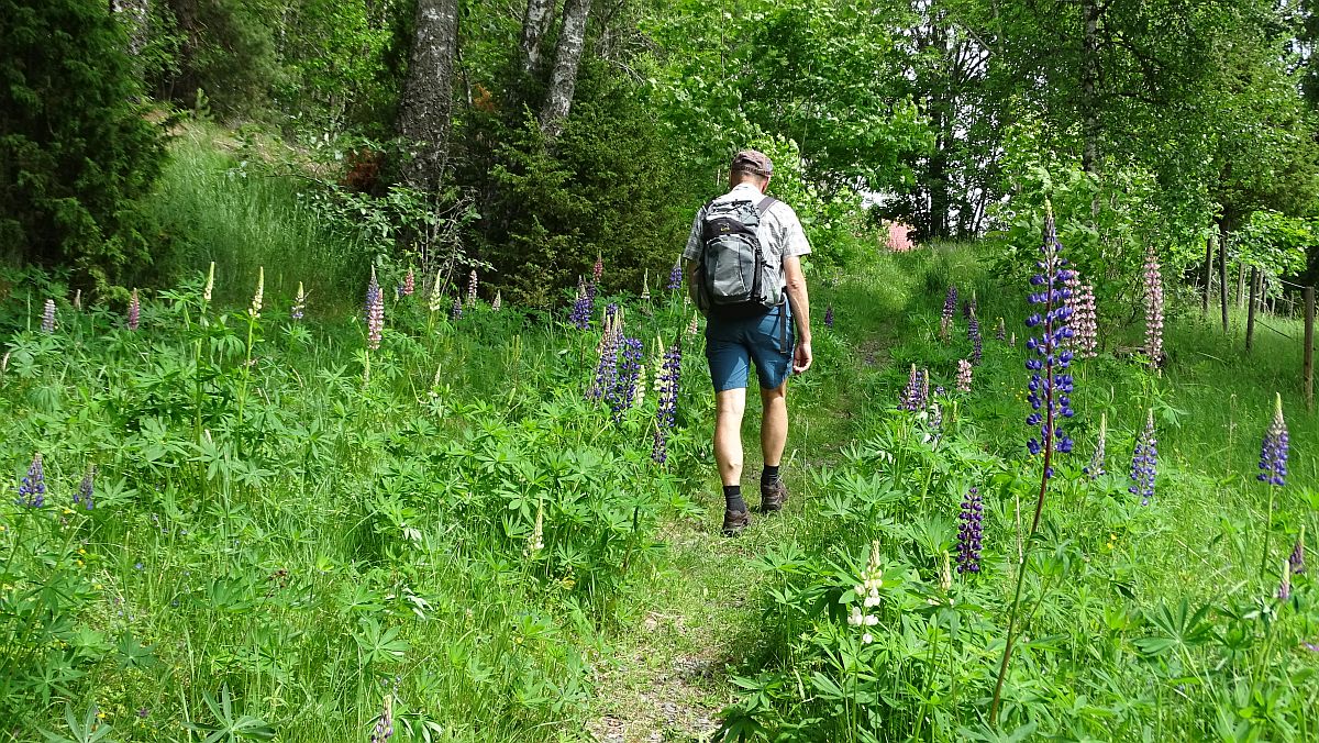 Weg durch Lupinen