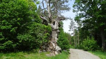 die hohle Eiche von außen