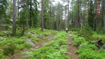 uriger Wald