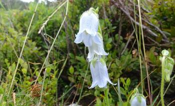 Bärtige Glockenblume