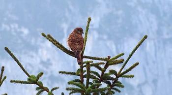 kleiner Raubvogel