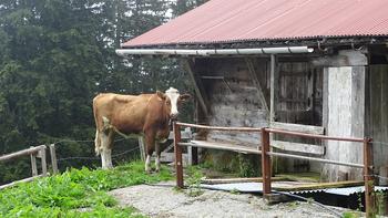 einsame Kuh an Almhütte