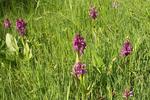 Orchideen massenweise