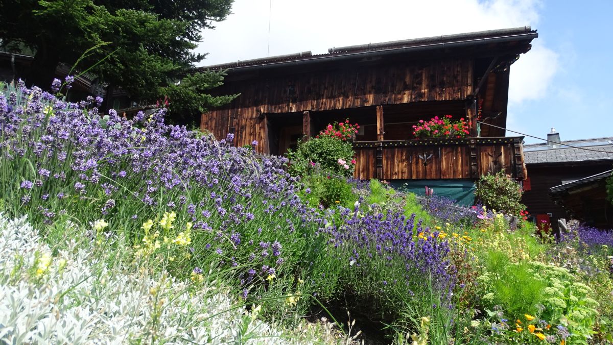 Lavendel in Mürren