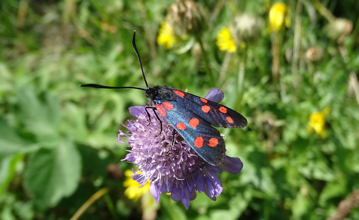 Blutfleckwidderchen