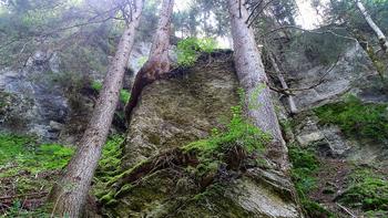 urige Fichten klammern sich an Felsen