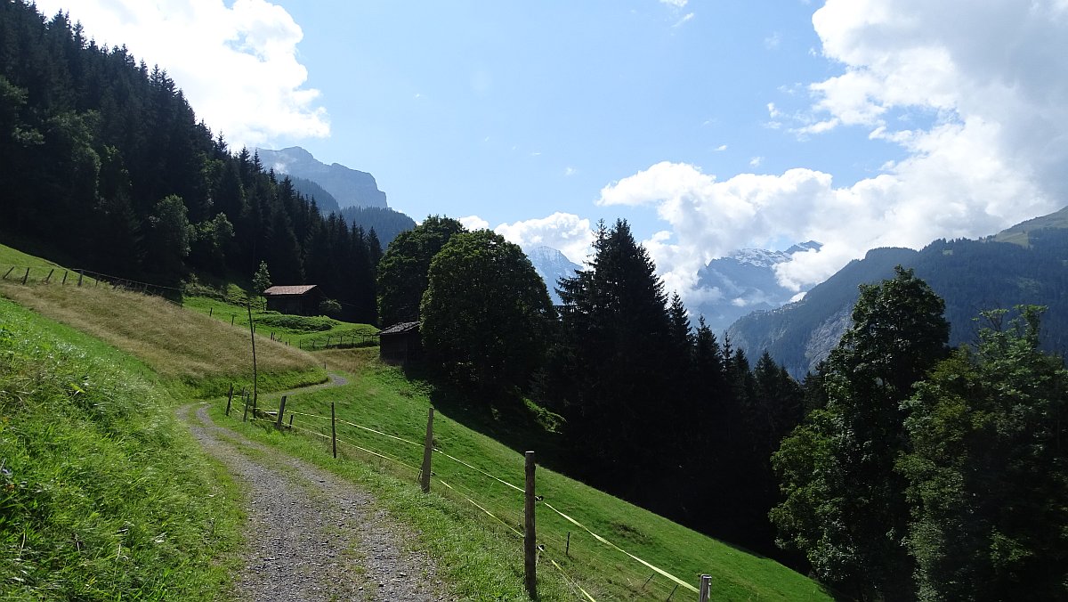 Alm vor Wengen