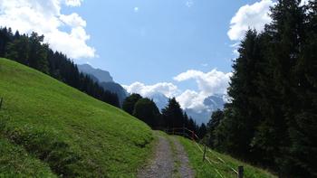 Alm vor Wengen