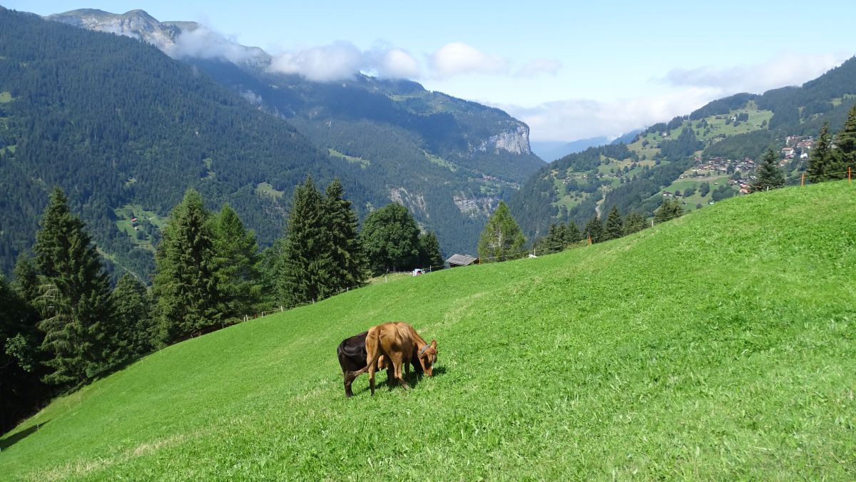 Alm vor Wengen