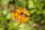 Fliegeviech