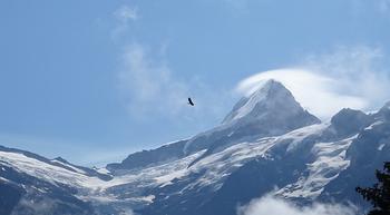 Raubvogel ohne einen Flügelschlag segelt vor gigantischer Bergkulisse
